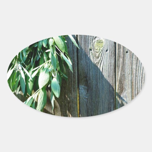 Sage Barn-wood, vers gesneden Ovale Sticker (Voorkant)