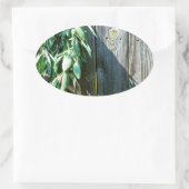 Sage Barn-wood, vers gesneden Ovale Sticker (Tas)