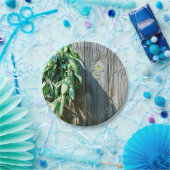 Sage Barn-wood, vers gesneden Papieren Bordje (Feest)