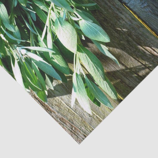 Sage Barn-wood, vers gesneden Tissuepapier (Detail)