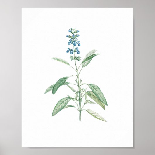 Sage Botanische Bloem Poster (Voorkant)