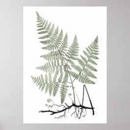 Sage Green Fern Botanical Illustration Print nr. 1