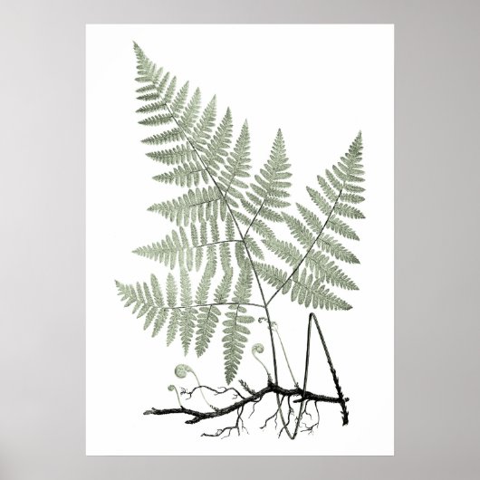 Sage Green Fern Botanical Illustration Print nr. 1 (Voorkant)