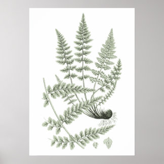Sage Green Fern Plant Art Print no 6 Home Decor