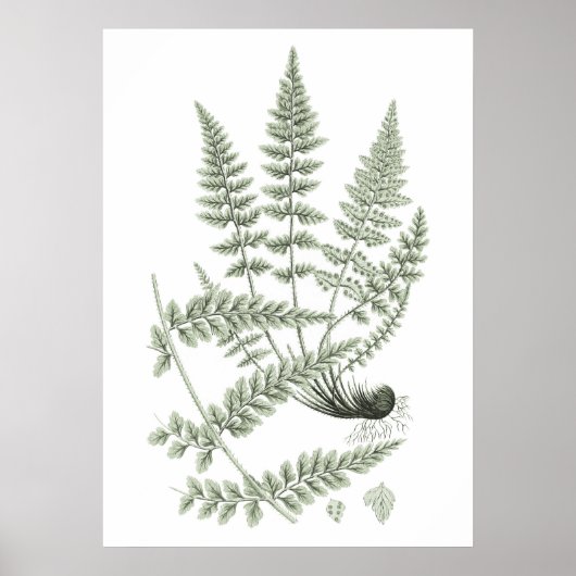 Sage Green Fern Plant Art Print no 6 Home Decor (Voorkant)