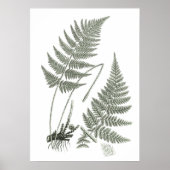 Sage Green Fern print nr. 10 Botanische Wall Art (Voorkant)