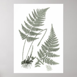 Sage Green Fern print nr. 10 Botanische Wall Art