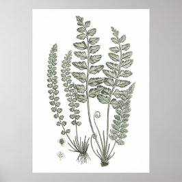 Sage Green Fern Print nr. 12 Botanical Wall Decor