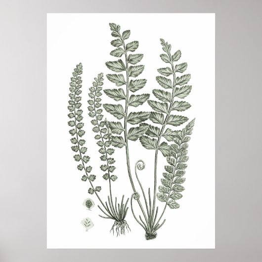 Sage Green Fern Print nr. 12 Botanical Wall Decor (Voorkant)