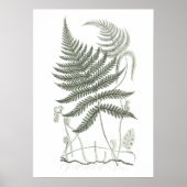 Sage Green Fern Print nr. 9 Botanische Wall Art (Voorkant)
