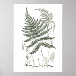 Sage Green Fern Print nr. 9 Botanische Wall Art
