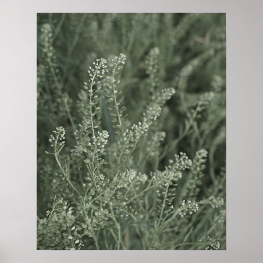  Sage Green Plant Life in Wilde Foto Poster (Voorkant)