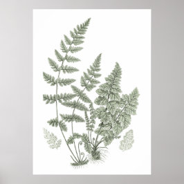 Sage Green Wall Art Fern Print nr. 11 Home Decor