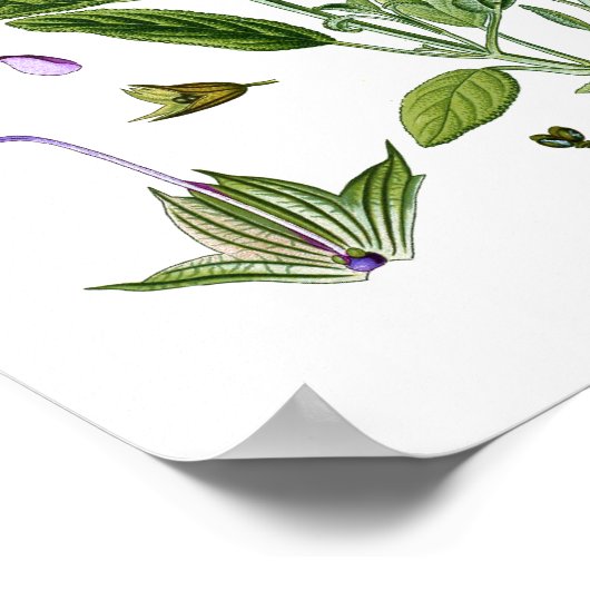 Sage Herb Botanical Kitchen Dining Wall Decor Poster (Hoek)