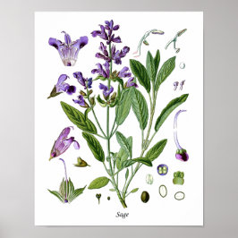 Sage Herb Botanical Kitchen Dining Wall Decor Poster