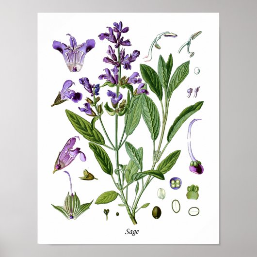 Sage Herb Botanical Kitchen Dining Wall Decor Poster (Voorkant)