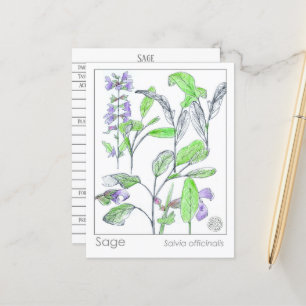 Sage Herb Materia Medica Kaarten Herbal Studie Pla