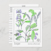 Sage Herb Materia Medica Kaarten Herbal Studie Pla (Voorkant / Achterkant)