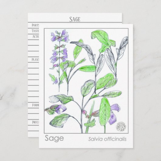 Sage Herb Materia Medica Kaarten Herbal Studie Pla (Voorkant / Achterkant)