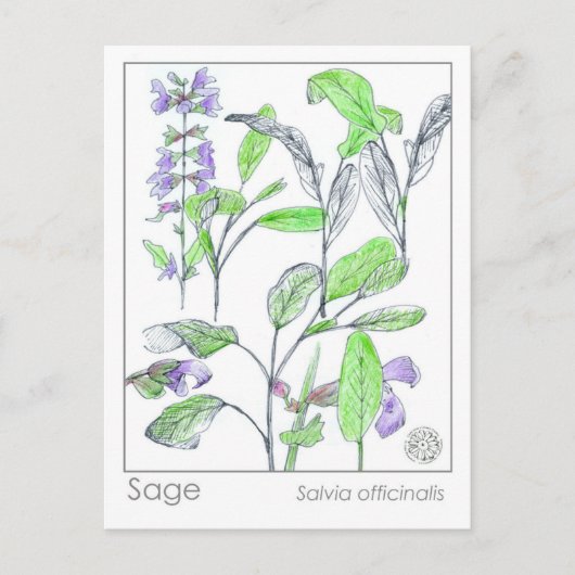 Sage Herb Materia Medica Kaarten Herbal Studie Pla (Voorkant)