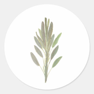 Sage-kruidbotanische plant groen ronde sticker