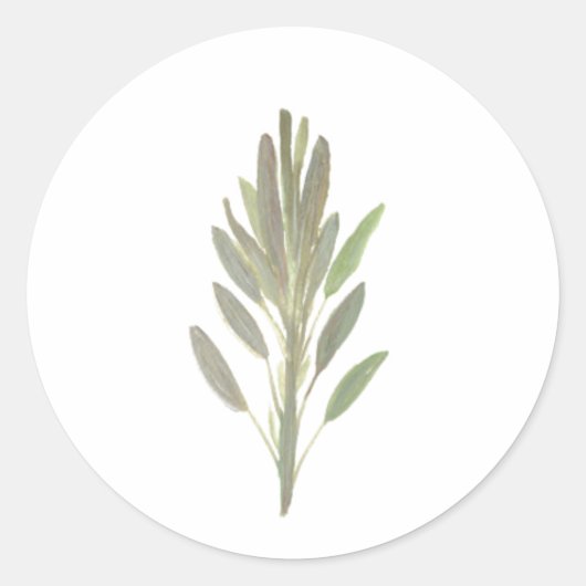 Sage-kruidbotanische plant groen ronde sticker (Voorkant)