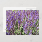 Sage Salvia Nemorosa Ostfriesland Briefkaart (Voorkant / Achterkant)