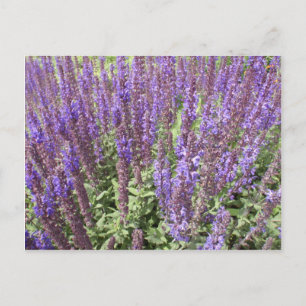 Sage Salvia Nemorosa Ostfriesland Briefkaart