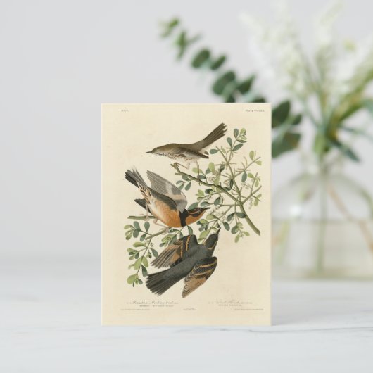 Sage Thrasher en Varied Thrush, Vogels van Audubon Briefkaart (Staand voorkant)