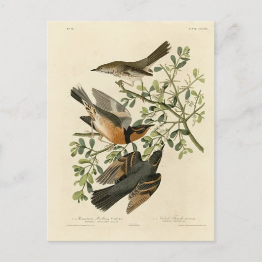 Sage Thrasher en Varied Thrush, Vogels van Audubon Briefkaart (Voorkant)