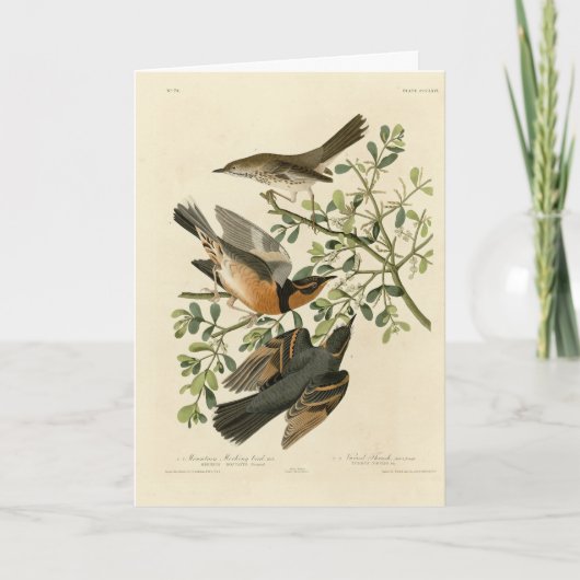 Sage Thrasher en Varied Thrush, Vogels van Audubon Kaart (Voorkant)