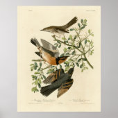 Sage Thrasher en Varied Thrush, Vogels van Audubon Poster (Voorkant)
