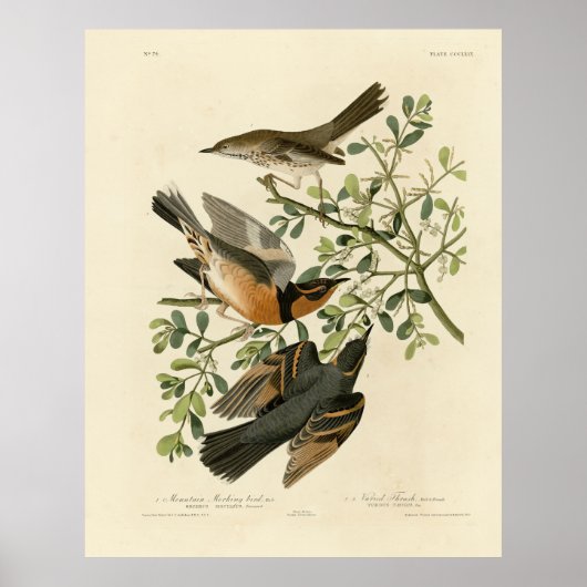 Sage Thrasher en Varied Thrush, Vogels van Audubon Poster (Voorkant)