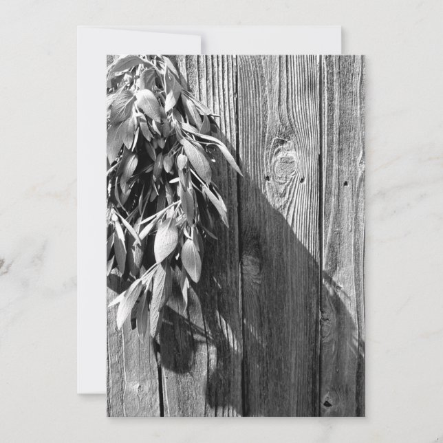 Sage van Barn-wood Grayscale, vers gesneden (Voorkant)