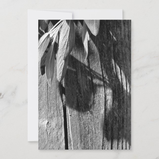 Sage van Barn-wood Grayscale, vers gesneden (Voorkant)