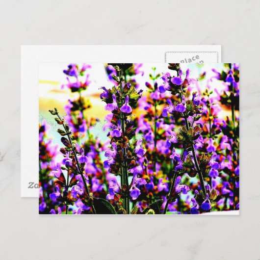 sagebloem briefkaart (Voorkant / Achterkant)