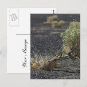 Sagebrush Desert Briefkaart (Voorkant / Achterkant)