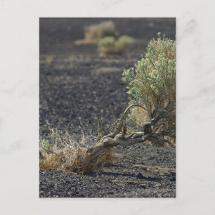Sagebrush Desert Briefkaart