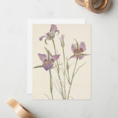 Sagebrush Mariposa van Mary Vaux Walcott Notitiekaartje (Voorkant / Achterkant in situ)