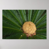 Sago Palm Canvas of Poster (Voorkant)