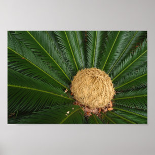 Sago Palm Canvas of Poster