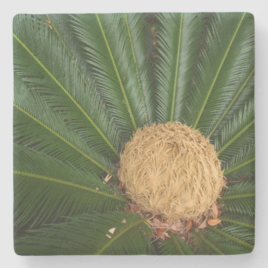 Sago palm met Vrouw kloon, steenOnderzetter Stenen Onderzetter (Voorkant)