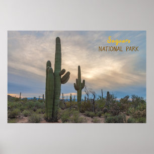 Saguaro bij zonsondergang poster