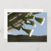 Saguaro Blooms Briefkaart (Voorkant / Achterkant)