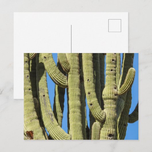 Saguaro Briefkaart (Voorkant / Achterkant)