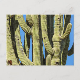 Saguaro Briefkaart
