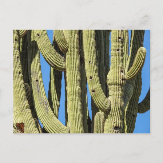 Saguaro Briefkaart (Voorkant)