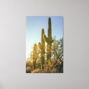 Saguaro Cacti Canvas Afdruk