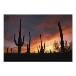 saguaro cacti, Carnegiea gigantea, na Foto Afdruk