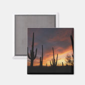 saguaro cacti, Carnegiea gigantea, na Magneet (Voorkant / Achterkant)